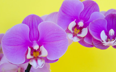 Fototapeta na wymiar Pink Orchid flower against a yellow background