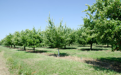 Fototapeta na wymiar Orchard of plum trees in France