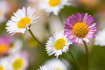 Obraz na płótnie Canvas Mexican fleabane (Erigeron karvinskianus) in flower. Pink and white flowers of plant in the daisy family (Asteraceae), a recent colonist of Britain's coastline