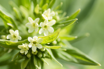 Common gromwell (Lithospermum officinale). A plant in the family Boraginaceae, with cream coloured...