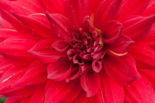 Close up of a red dahlia flower