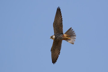 Hobby (Falco subbuteo) in flight against a blue sky