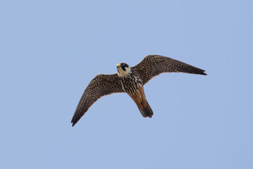 Hobby (Falco subbuteo) in flight against a blue sky