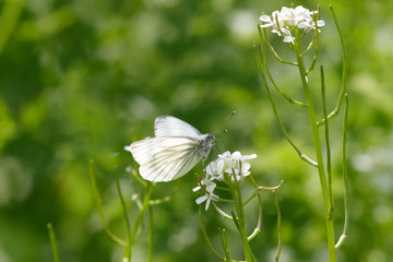 Green-veined white butterfly (Pieris napi) feeding on nectar of a white flower © shaftinaction