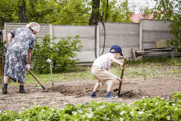 grandmother with her grandson dig garden