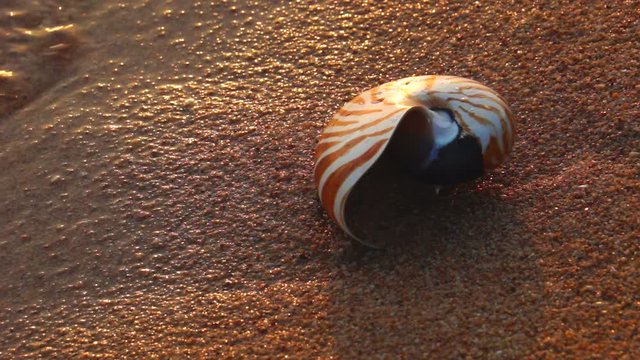 A Nautilus Shell on the Beach. One nautilus shell on the beach with gentle waves at sunset.