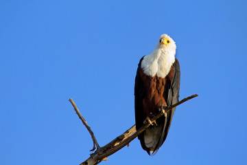Fish Eagle staying on a tree in Naivasha Lake, Kenya. Horizontal shot