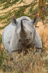 Portait of black rhino in Nakuru Park in Kenya during the dry season.