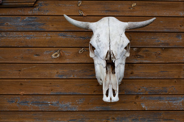 cow skull hanging on the wall - 111597807