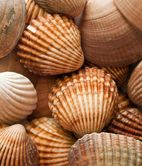 Close up of a group of clam shells