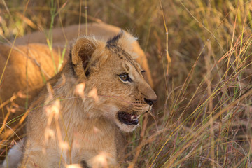 Naklejka premium Portrait of a lion cub in Masai Mara, Kenya
