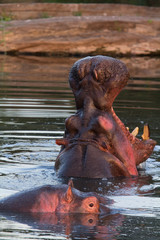 Fototapeta na wymiar Two hippopotamus in the water at Masai Mara, Kenya