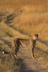 Male cheetah walking in grass and looking for its pray in Masai Mara, Kenya, Africa. Shot at sunset