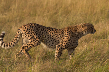 Male cheetah walking in grass and looking for its pray in Masai Mara, Kenya, Africa