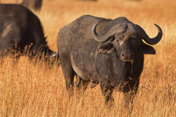 Obraz premium Male buffalo with oxpecker on its nose. Shot at sunset in Masai Mara, Kenya.