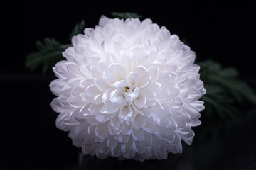 Chrysanthemum, flower, close-up, macro.