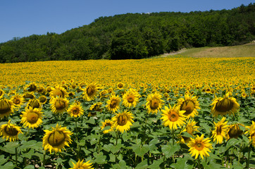 Fototapeta premium Field of sunflowers with blue sky