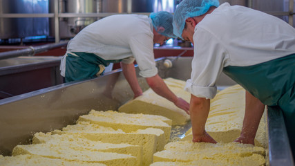 Two men begin to make blocks of cheese in a factory 