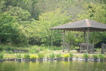 新緑の公園
