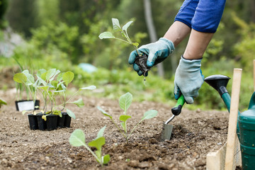 Gardener planting, plowing the broccoli seedlings in - 111600202