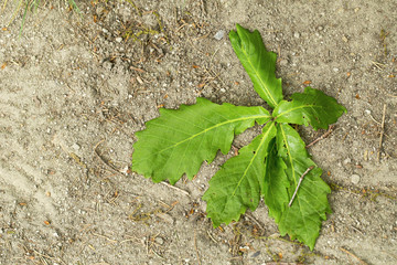 oak leaves on the white background