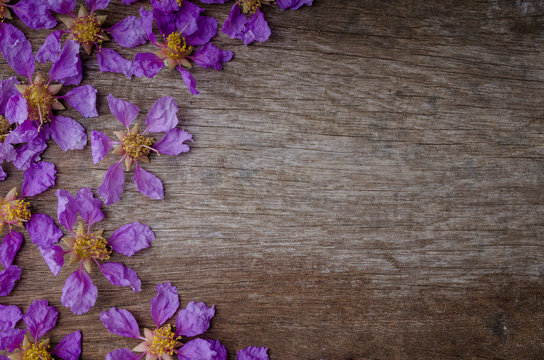 Lagerstroemia floribunda or also known as Thai crape myrtle and