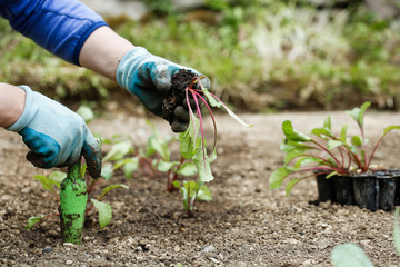 Gardener planting beetroot seedlings