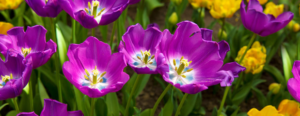 Violet tulips background.