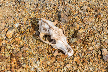 Dog skull
