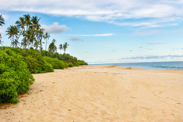 Summer sandy beach with palm trees