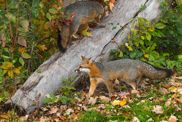 Naklejka na ściany i meble Grey Foxes (Urocyon cinereoargenteus) Walk Near and On Log
