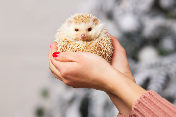 Little white hedgehog on a girl's hands over christmas background © cherry_d