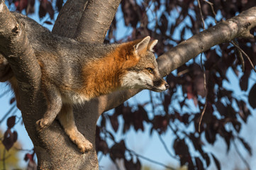 Grey Fox (Urocyon cinereoargenteus) in Tree Looks Right