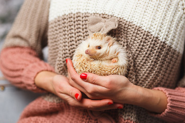 Little white hedgehog on a girl's hands over christmas background © cherry_d
