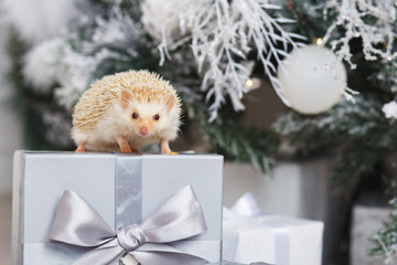 Little white hedgehog on a gift box under christmas tree © cherry_d