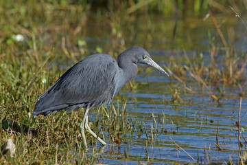 Fototapeta premium Blaureiher - [Egretta caerulea]