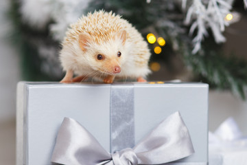 Little white hedgehog on a gift box under christmas tree © cherry_d