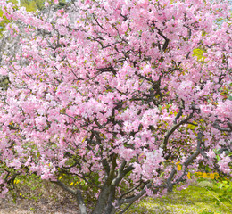 Japanese flowering cherry tree