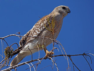 Rotschulterbussard - [Buteo lineatus]