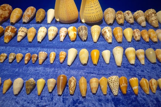Sea shells closeup on exhibition hall