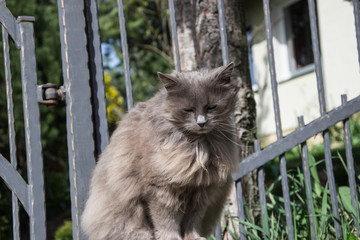 Portrait of thick long-hair gray Chantilly Tiffany cat relaxing in the garden. Close up of fat...