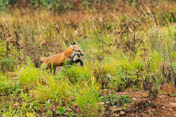Red Fox (Vulpes vulpes) Bounds Along