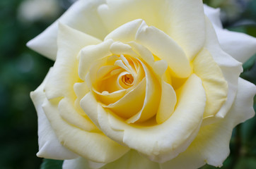 Close up of a yellow rose