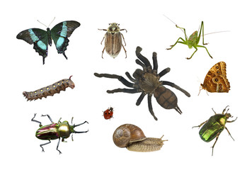 collage of different insects on white background isolated
