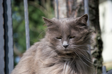 Portrait of thick long-hair gray Chantilly Tiffany cat relaxing in the garden. Close up of fat female cat with large long hair sitting at home. Grey Tiffanie lying in garden on sunny day