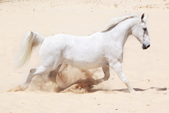 Lusitano horse in trot
