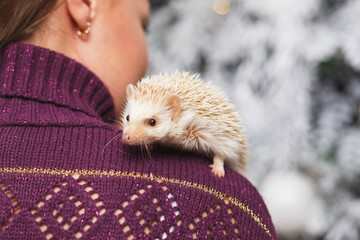 Portrait of a girl in winter clothes with a little hedgehog together over light christmas background