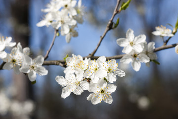 blackthorn - Prunus spinosa flowers