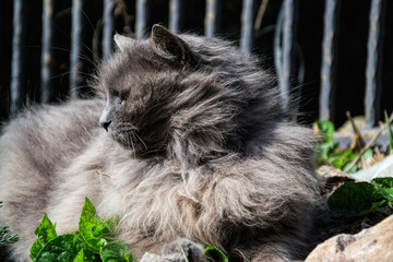 Portrait of thick long-hair gray Chantilly Tiffany cat relaxing in the garden. Close up of fat...