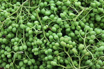 fresh green sansho japanese pepper